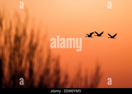 Huailai, China. 2. Februar 2026. Am 30. Welttag der Feuchtgebiete wurden graue Kraniche über dem Guanting Reservoir National Wetland Park im Huailai County in Zhangjiakou, nordchinesischer Provinz Hebei, beobachtet, wobei eine große Anzahl von Kranichen am 2. Februar 2026 in der Region überwinterte. Quelle: Zhang Yu/China News Service/Alamy Live News Stockfoto