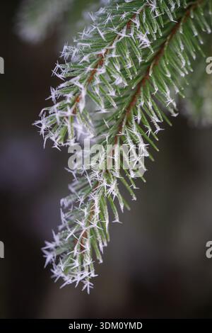 Frost an den Zweigen einer Fichte im Winterwald Stockfoto