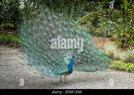 Der schöne Pfau fängt seinen Schwanz an Stockfoto