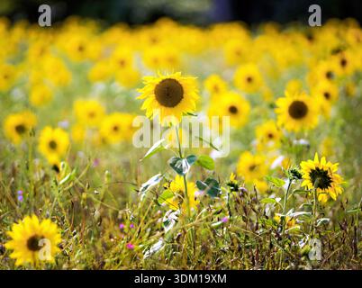 Sonnenblumenfeld, Sommer, Sonne, goldene Stunde, Liebe, Romantik, Freude, Schönheit Stockfoto