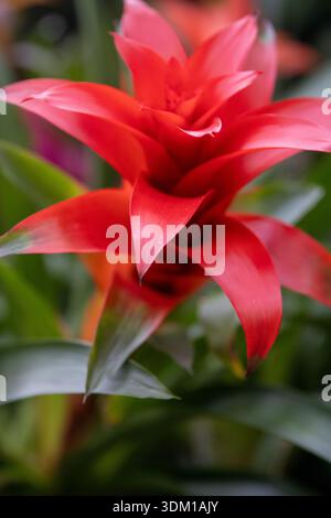 Guzmania Bromelie, allgemein bekannt als Scharlachstern. Stockfoto