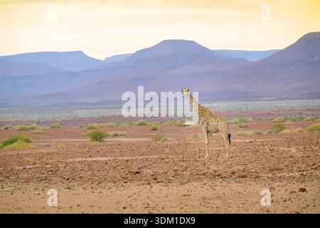Wüsten-angepasste Giraffe (Giraffa camelopardalis) in Wüstenlandschaft mit Bergen, Damaraland, Namibia. Stockfoto