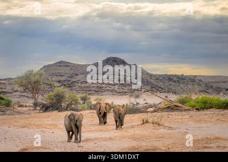 Wüstenadaptierte afrikanische Elefanten (Loxodonta africana) Herde, die in trockenem Flussbett mit Wüstenlandschaft spaziert, Ugab River, Namibia. Stockfoto
