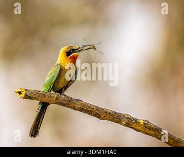 Weißer Bienenfresser mit Libellenfang Stockfoto