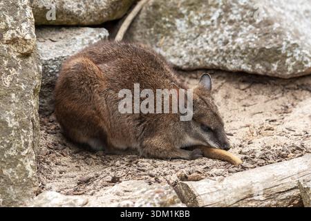 Parma wallaby (Notamacropus parma) Stockfoto