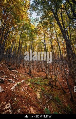 Der Blick auf den Waldboden ist von einem Teppich aus gefallenen Blättern bedeckt, ein lebendiger Wandteppich aus herbstlichen Farben, der bis zum Baldachin reicht, Krasno, Ličko-senjska Stockfoto