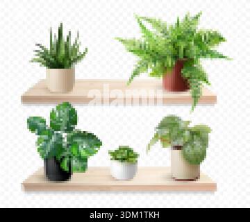Realistische Zimmerpflanzen-Regale. Haus Pflanze in Keramikvase auf Holzregal Indoor Home Office Innenraum, Blumen Topf grün Blätter Holz Bücherregal Wand Mockup 3D Vektor Illustration Original Artwork Stock Vektor