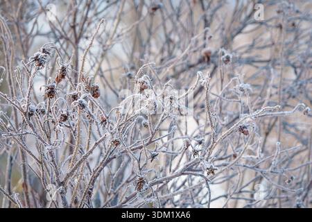 Gefrorener Rosenstrauch mit frostbedeckten Zweigen und getrockneten Hüftrosen im Winterlicht. Raureif beschichtet Rosenzweige und schafft einen Winterhintergrund. Stockfoto