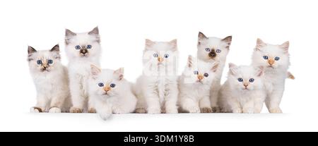 8 flauschige Birman-Katzenkinder, die nebeneinander in perfekter Reihe sitzen. Alle sehen aufmerksam auf die Kamera aus, mit verschiedenen Nuancen von Rasse sp Stockfoto