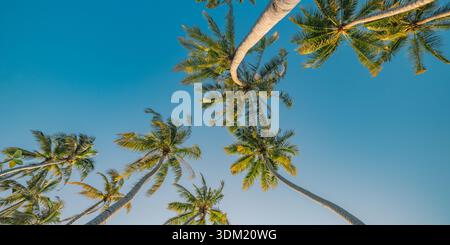 Kokospalmen, die in den klaren blauen Himmel ragen, in einer niedrigen, nach oben gerichteten tropischen Ansicht. Grüne Kronen im Sonnenschein. Sommerurlaub, Natur, malerisches Paradies Stockfoto