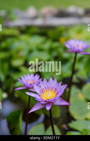 Lebendige lila Lotusblüten, die aus einem üppigen tropischen Teich ragen. Wasserblüten umgeben von grünen Lilienpads und Schilf. Natürliche botanische Szene Stockfoto