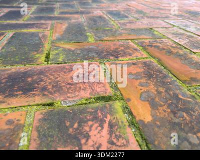 Alter Terrakotta-Pflaster mit Moos-Textur Stockfoto