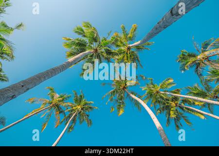 Kokospalmwedel, die sich in den strahlend blauen Himmel erheben, niedrige tropische Ansicht. Grüne Blätter, sonniges Paradies. Design, malerische Reise, Urlaub, Sommer, Natur Stockfoto