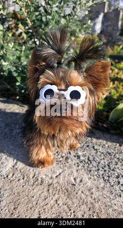 Ein wunderschöner Yorkshire-Terrier-Welpe im Garten, mit zwei Zöpfen und einer blumenförmigen Sonnenbrille. Stockfoto