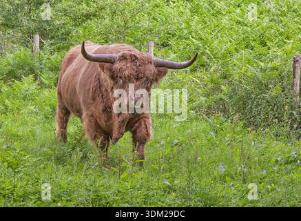 Sehr großer Highland Bull in Llangollen Dengighshire. Das Ende der Welt, irgendwo auf einer Hinterstraße, ich war verirrt, also kann ich nicht ganz sicher sein. Stockfoto
