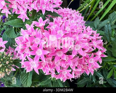 Dichte Gruppe rosafarbener pentas-Blüten mit weißen Zentren, die im Garten blühen, kleine, zarte Blütenblätter bilden einen runden Blumenkopf, grünes Laub Stockfoto