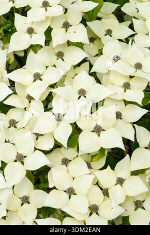 Chinesisches Hartholz, Cornus kousa var. Chinensis. Stockfoto