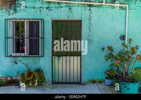 Verwitterte türkisfarbene Hausfassade mit grüner Metalltür und Topfpflanzen in Akumal Mexiko. Stockfoto