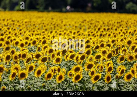 Bildunterschrift: Sonnenblumenfeld in voller Blüte bei Modena, Emilia-Romagna, Italien Stockfoto