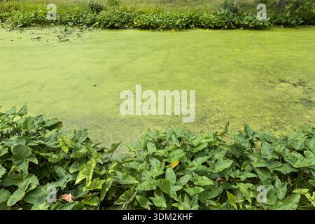 Dicke grüne Algen bedecken das Wasser in einem Bach, wodurch das Wasser fest und nicht flüssig erscheint. Stockfoto