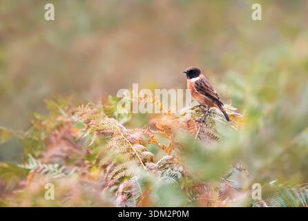 Europäischer Stonechat (Saxicola rubicola), männlich auf grünem und braunem Brackenfarn auf einer Wiese, Vereinigtes Königreich. Stockfoto