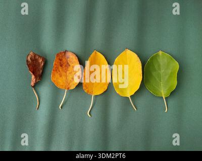 Gefallene Herbstblätter in einer Reihe von jungen grünen Gelbgold-braunen roten bis getrockneten Blättern. Wiederherstellung der Natur Stockfoto