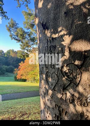 Geschnitzte Initialen und Herzformen auf Baumstamm in Hampstead, London, England, Großbritannien. Stockfoto