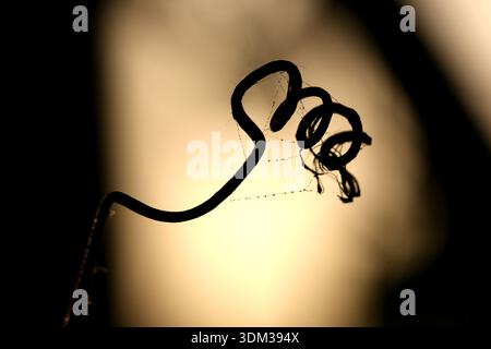 Makrosilhouette einer spiralförmigen Weinranke mit zarten tau bedeckten Spinnennetzen vor einem warmen, goldenen, verschwommenen Hintergrund. Künstlerische Naturfotografie Stockfoto