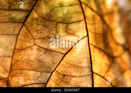 Makroaufnahme eines getrockneten Herbstblattes mit komplizierten Venenmustern und goldbraunen Texturen. Lichtdurchlässiges Laub mit warmer, sanfter Hintergrundbeleuchtung Stockfoto