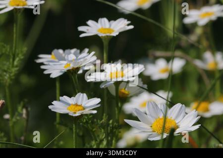 Leuchtend weiße Gänseblümchen mit gelben Zentren, die in einem sonnigen Frühlingsfeld blühen. Hochwertige Makroaufnahme wilder Kamillenblüten mit einem weichen grünen Bokeh. Stockfoto