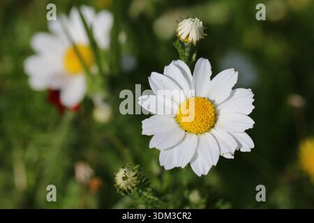 Leuchtend weiße Gänseblümchen mit gelben Zentren, die in einem sonnigen Frühlingsfeld blühen. Hochwertige Makroaufnahme wilder Kamillenblüten mit einem weichen grünen Bokeh. Stockfoto