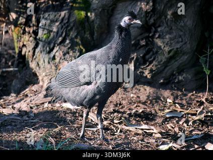 Guineafuhu, Kräuselhauben-Perlhuhn, Pintade de Pucheran, Guttera pucherani, bóbitás gyöngytyúk, Kontyos gyöngytyúk Stockfoto