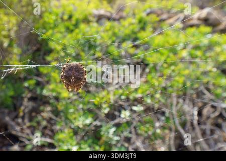 Ein extremes Makrofoto, das sich auf den texturierten Körper einer europäischen Kreuzspinne (Araneus diadematus) konzentriert, die in ihrem komplizierten, verworrenen Netz, bea, aufgehängt ist Stockfoto