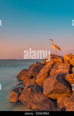 Majestätischer Reiher auf tropischen Felsen bei goldenem Sonnenuntergang, atemberaubende Tierfotografie an der Küste, warme traumhafte Meeresküste, leuchtende Aussicht auf die Natur Stockfoto