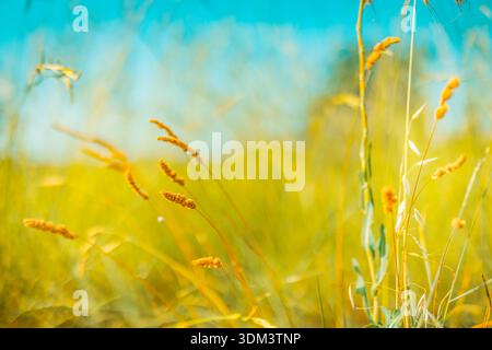 Idyllischer pastellfarbener Sonnenuntergang über Frühling Sommerwiese lebendiger Himmel ruhige Naturlandschaft leuchtende bunte Flora friedliche malerische Natur Hintergrund im Freien Stockfoto