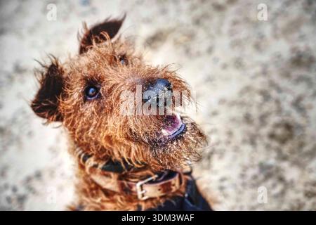 Porträt des irischen Terriers am Strand Stockfoto