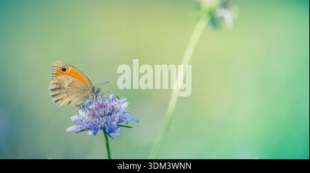 Goldgelber Schmetterling auf blühenden Frühlings- und Sommerwiesen, sanftes grünes Laub, verschwommener Natur Hintergrund, friedliche Natur Stockfoto