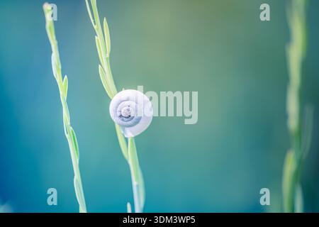 Frühling Gras Wiese weiß Schnecke Shell on line weiche Sonnenaufgang Pastellgrün Blautöne Natur Nahaufnahme Stockfoto