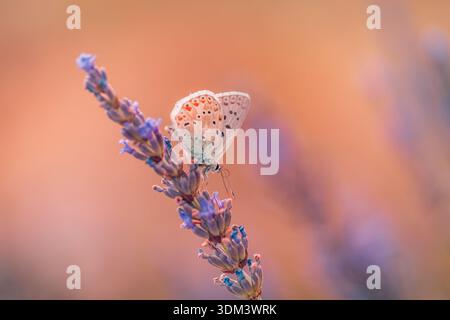 Sonnenuntergang Schmetterling auf blühender Lavendelblume, warmes goldenes Licht, ruhige Sommer-Natur-Szene, friedlicher floraler Hintergrund Stockfoto