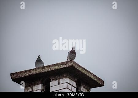 Zwei graue Vögel stehen auf einem Kamin und zeigen die Interaktion mit dem Dach und der umliegenden städtischen Architektur bei Tageslicht. Stockfoto