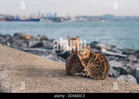 Zwei Tabbykatzen sitzen zusammen auf einer Felsmauer am Meer mit der Skyline von Istanbul und Wasser im Hintergrund. Stockfoto