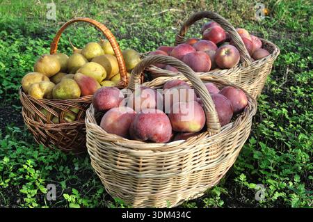 Nahaufnahme frisch geernteter reifer biologischer Äpfel und Birnen im Garten Stockfoto
