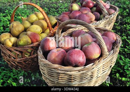 Nahaufnahme frisch geernteter reifer biologischer Äpfel und Birnen im Garten Stockfoto