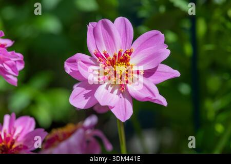 Nahaufnahme einer sternrosa Dahlienblume in Blüte Stockfoto