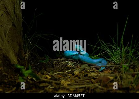Blaue Farbvariante von Trimeresurus insularis, indonesischer oder kleiner Sunda Inseln Grubenviper, Sunda Weißlippen- oder Rotschwanz-Grubenviper, ebenfalls beliebt Stockfoto