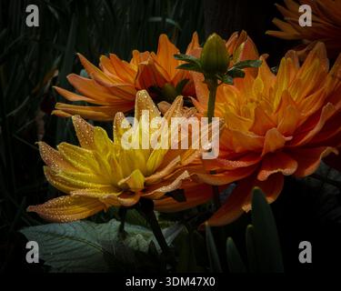 Leuchtend orange Dahlien mit gelben Zentren, tau geküssten Blüten und dunkelgrünem Laub schaffen eine reichhaltige, natürliche Komposition, die perfekt für Blumen und Natur ist Stockfoto