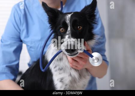 Berufstierarzt mit niedlichem Hund und Stethoskop in der Klinik, Nahaufnahme Stockfoto