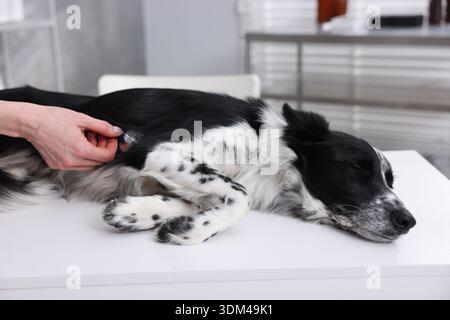 Berufsveterinärarzt untersucht niedlichen Hund mit Stethoskop in der Klinik, Nahaufnahme Stockfoto