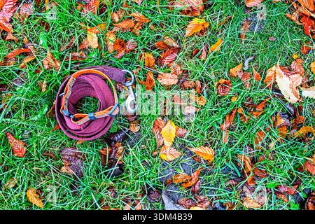 Eine rote Leine mit einem Kragen auf Gras mit gefallenen Blättern im Regen. Wandern mit Haustieren bei jedem Wetter. Stockfoto