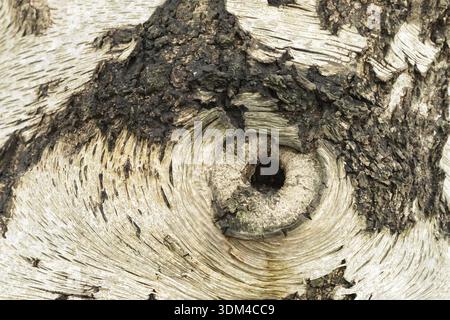 Silberbirke (Betula pendula) Nahaufnahme eines Lochs in der Rinde, das wie ein Auge aussieht, England, Vereinigtes Königreich Stockfoto